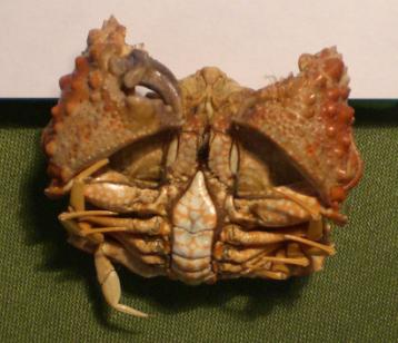 calappa liaoi T.F.C. ventral view.bmp